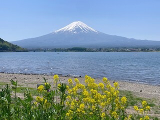 Fototapeta premium Canola Flowers and Mount Fuji at Oishi Park - A Spring Spectacle by Lake Kawaguchi