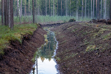 a small stream in drainage ditch flows through a coniferous forest in the spring © Neils