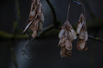 maple seeds on a tree branch in autumn, close-up