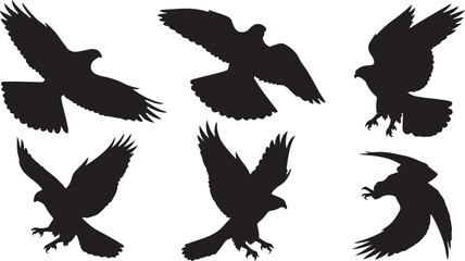 Obraz premium Falcon silhouettes