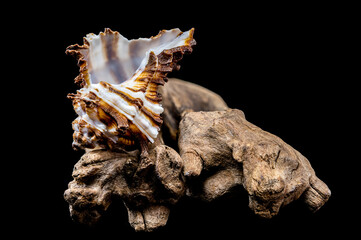 Endive Murex shell on driftwood black background