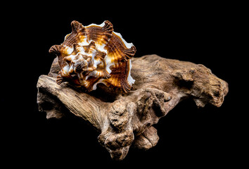 Endive Murex shell on driftwood black background