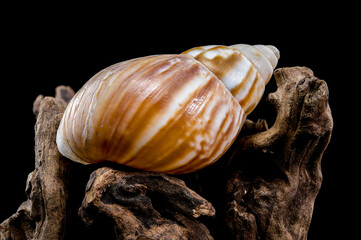 Giant African snail on driftwood black background
