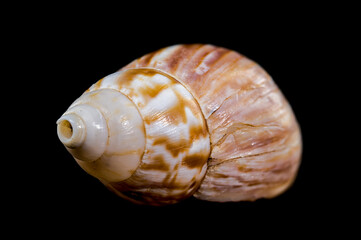 Giant African snail on black background