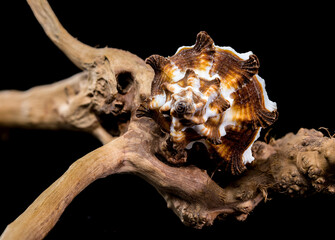 Endive Murex shell on driftwood black background