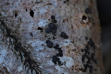 Hypoxylon fuscum fungus on tree stump