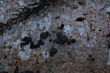 Hypoxylon fuscum fungus on tree stump