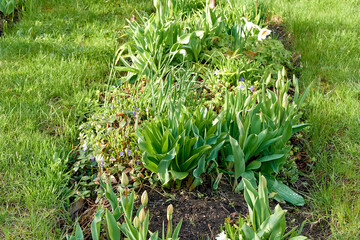 beautiful green city flower bed in the evening in spring. background for designer, artist,...