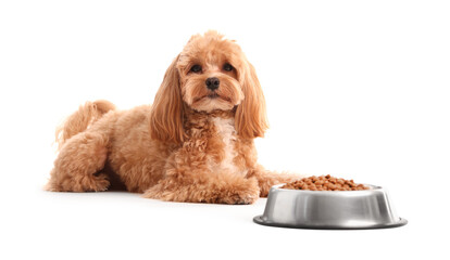 Feeding bowl with dry pet food and cute dog on white background