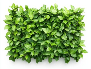 Fototapeta premium Lush Green Leaves Background Vibrant Foliage Texture.