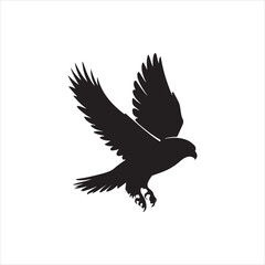 The Difference Between Falcons, Eagles, and Owls