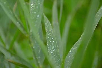 Green nature background of raindrops on grass blades, selective focus ith bokeh background 