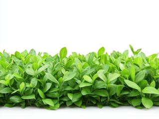 Obraz premium Lush Green Foliage Border, Vibrant Spring Leaves.