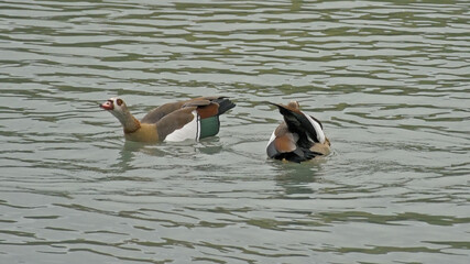  Couple of egeyptian geese in the water - Alopochen aegyptiaca 