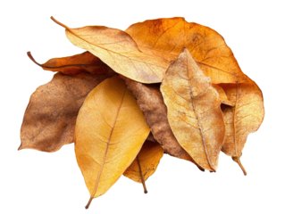 Isolated Pile of Dried Leaves