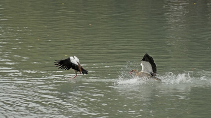 ouple of egeyptian geese, landing in the water, chasing each other during mating ritual - Alopochen aegyptiaca 