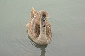 Cute grey cygnet swimming in rippling water in a park in Cologne - cugnus 