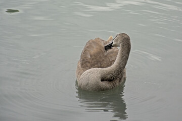 Juvenile european mute swan in the lake, picking it`s feathers - cygnus 