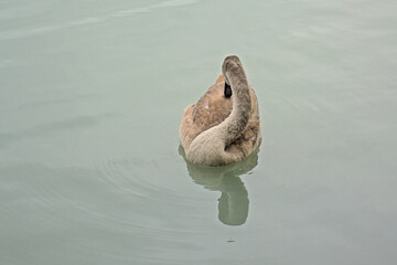 Juvenile european mute swan in the lake, picking it`s feathers - cygnus 