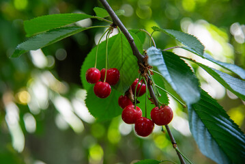 Glossy sweet cherries growing on the branch of tge fruit tree in the garden. Bokeh effect, spots of daylight. Summer fresh food. June berry harvesting.