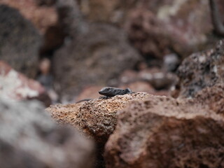 Gecko
