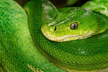 Obraz premium Close-Up of a Bright Green Snake with Detailed Scales and Sharp Eyes