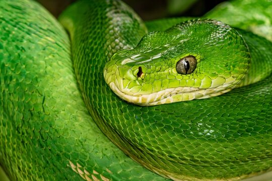 Close-Up of a Bright Green Snake with Detailed Scales and Sharp Eyes