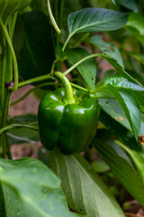 Planting bell pepper in green house. Green bell pepper growing on a huge stem of the pepper bush among saturated leaves. Glossy surface of pepper fruit. Total green floral image. Healthy green food