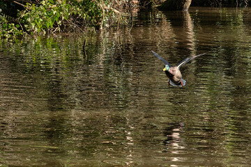 Mallard Duck in Flight