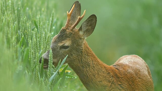 one Adult male roebuck walks through a green wheat field at sunrise and eats juicy ears of grain in Hanover, Lower Saxony, Germany, Europe