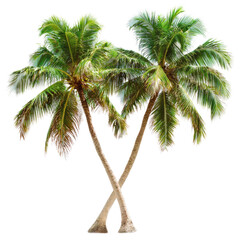 Obraz premium Two palm trees leaning together isolated on png transparent background, cut out