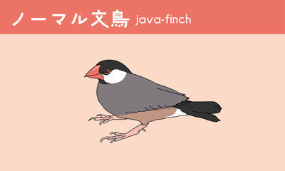 文鳥　ノーマル文鳥　鳥　小鳥　Java finch