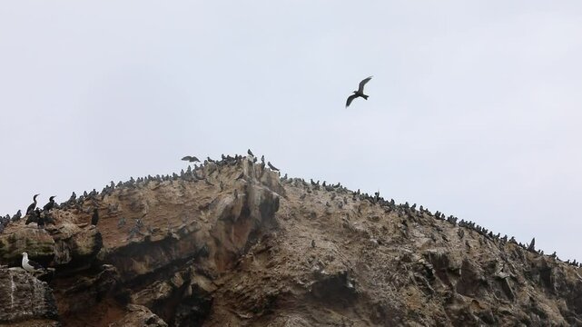 Colony of cormorants ans seagulls flying through cloudy sky in shore line in Lima Pery