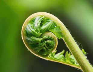 Fern Leaf Unfurling in Extreme Detail &ndash; The delicate curl of a young fern, magnified to reveal textures.