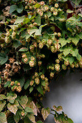 Autumn dry hop cones growing on vine rambling on the grey concrete wall. An ingredient for beer and...