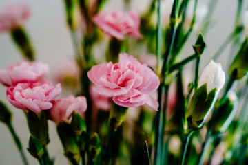 Beautiful pink and white flowers on a white background.