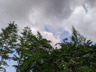 Low angle photo shoot of tropical trees in Asia