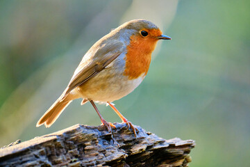 Robin
