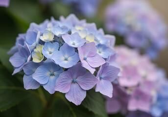 Close-Up View of Delicate Lavender and Blue Hydrangeas in Full Bloom