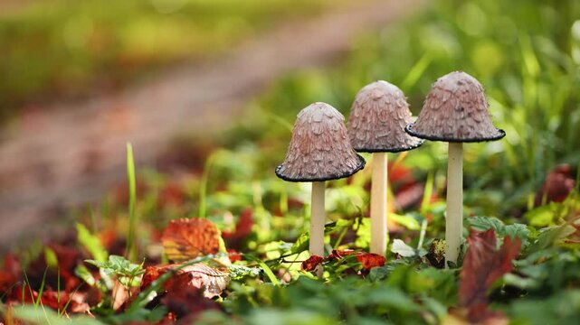 Three shaggy ink cap mushrooms growing in a forest during autumn, surrounded by colorful leaves and green grass