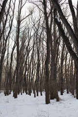 snow covered trees in winter