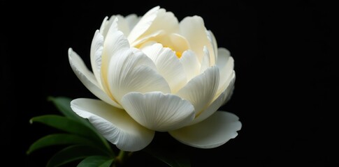Fototapeta premium Huge white peony with full bloom and layered petals on black, large, full bloom