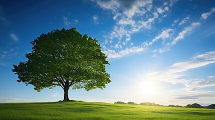 Obraz premium tree sunny blue skies