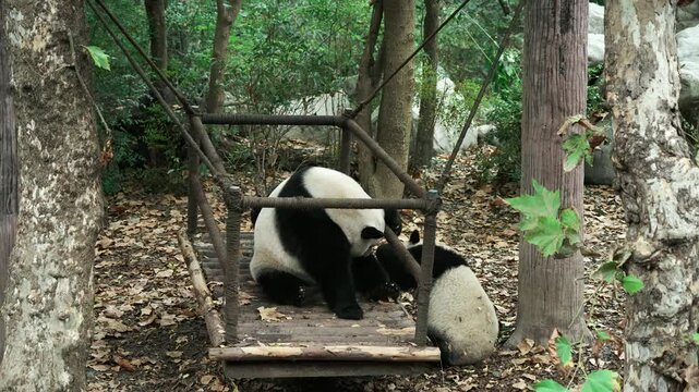There are three giant panda Ali in Chengdu Panda Base, Sichuan Province, China