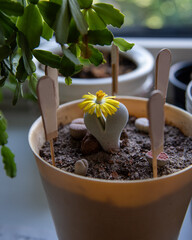 Dinteranthus microspermus blooming in pot. Big yellow flower (like dandelion) having long thin petals. Micro garden with living stone plants on window sill. Planting lithops at home from seeds.