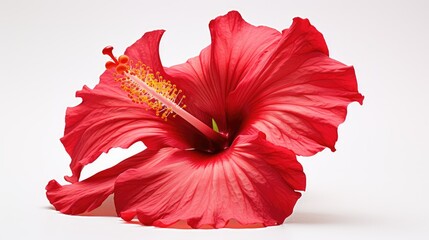 petals hibiscus on white