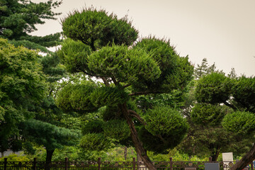Artistic Pruned Pine Tree With Lush Green Foliage In Serene Garden Surrounded By Vibrant Natural Landscape