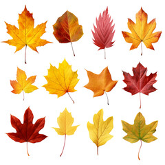 Fototapeta premium autumn leaves isolated on transparent background 