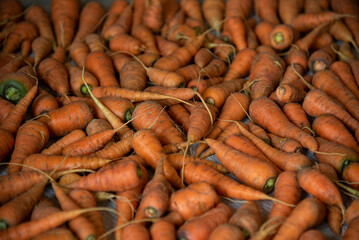 Carrot roots, vegetable close up. Healthy food from courtyard garden. Saturated orange color of carrot roots. Gathering harvest from vegetable garden. Clean carrot drying on the cloth, top view.