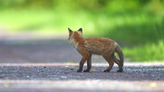one young little cute fox puppy plays on a dirt road and discovers the world in Hanover, Lower Saxony, Germany, Europe